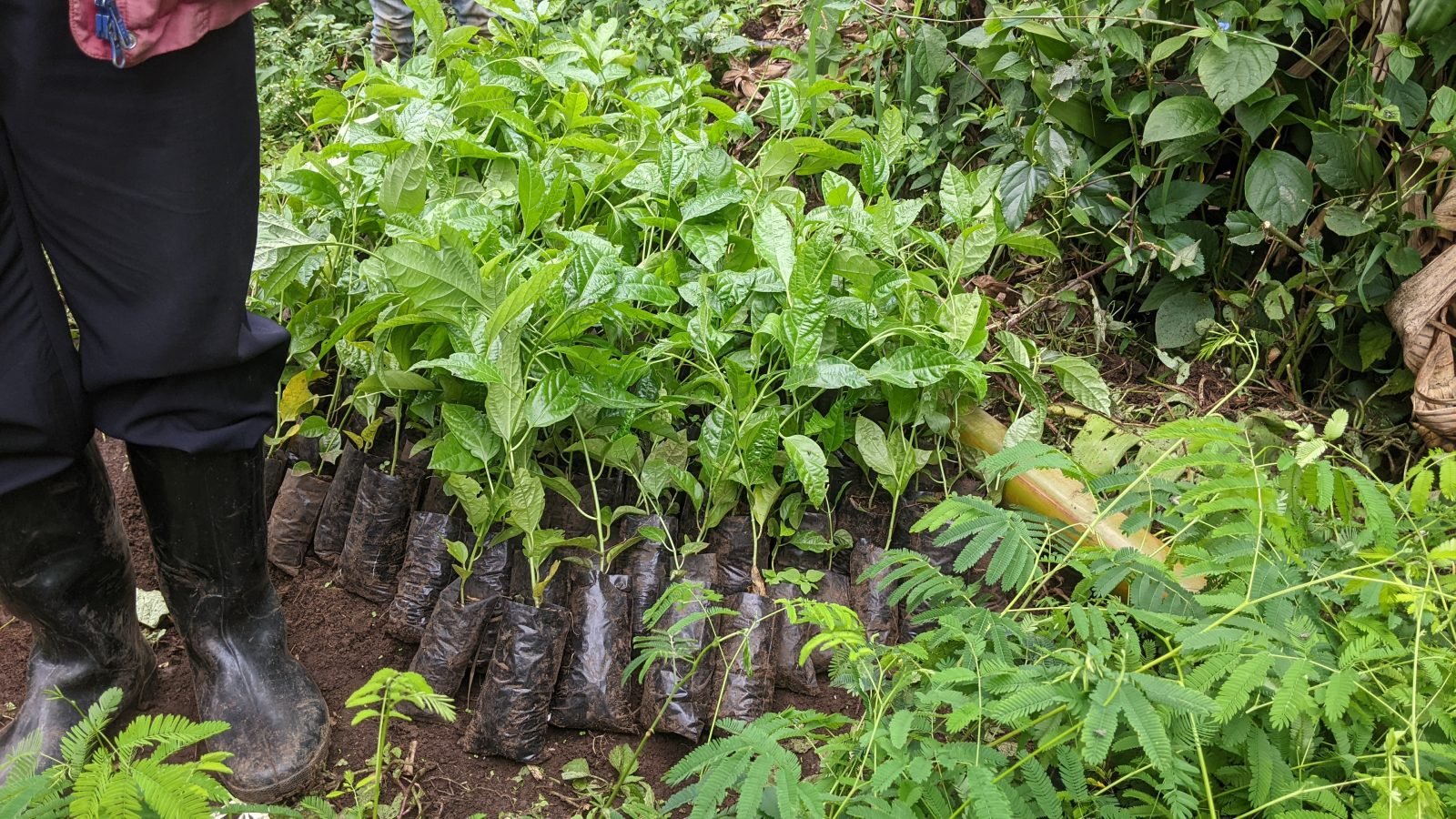Suivi et Entretien des Germoirs des Plantes Mellifères : Un Engagement Continu pour la Durabilité du Projet