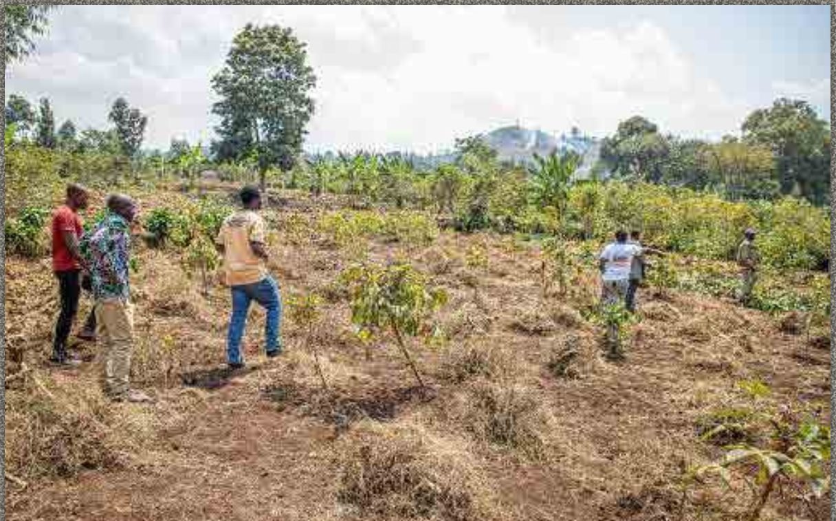 Quand la terre nourrit l’avenir : ACOPED cultive l’espoir à Kahungu et Mulangala