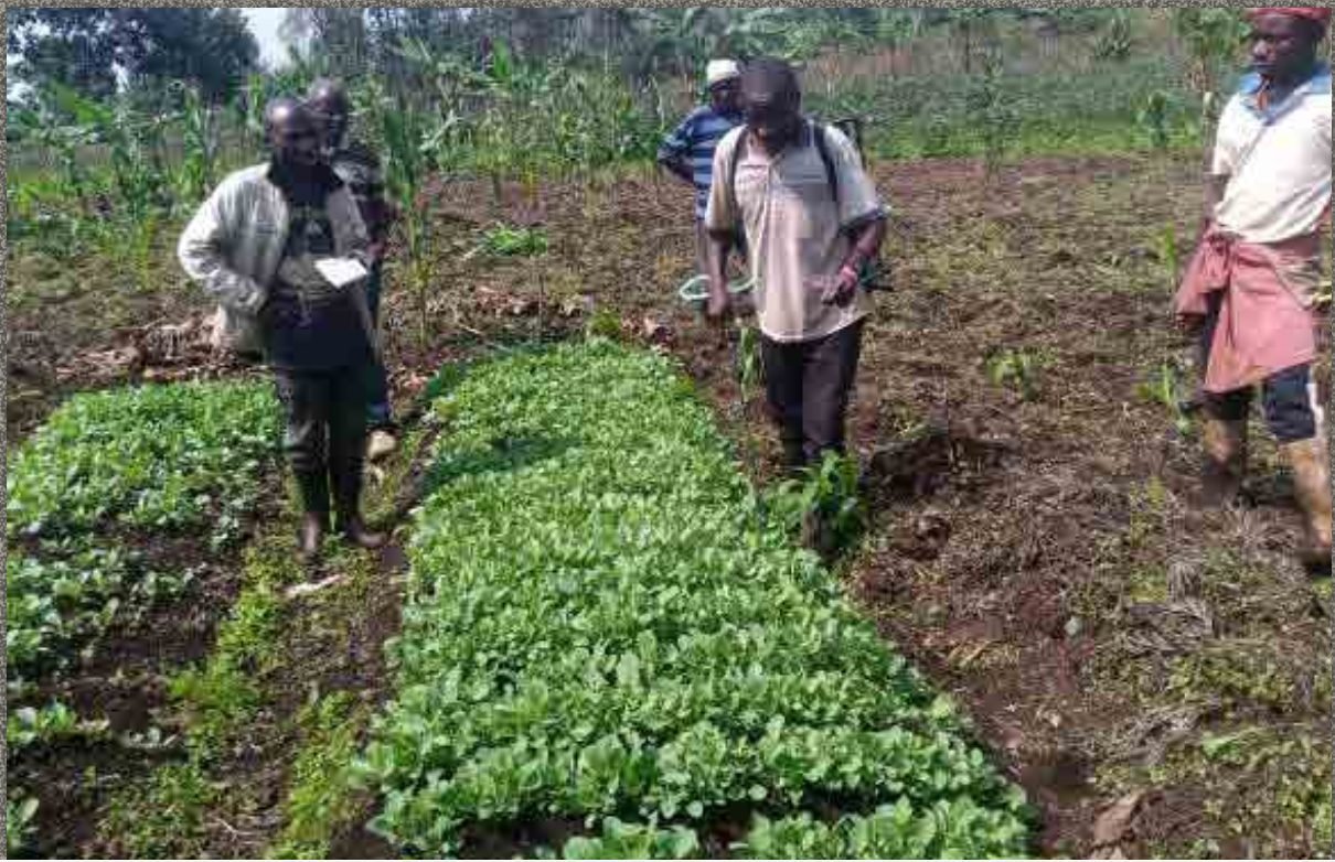 Quand la terre nourrit l’avenir : ACOPED cultive l’espoir à Kahungu et Mulangala