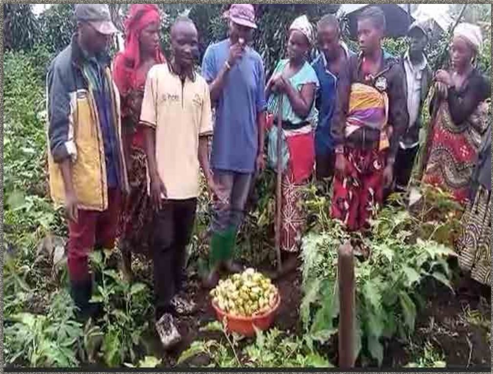 Quand la terre nourrit l’avenir : ACOPED cultive l’espoir à Kahungu et Mulangala