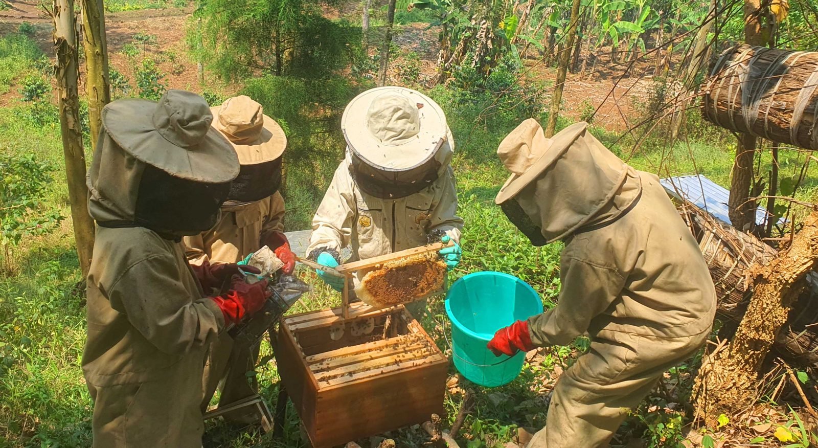 Du nectar à l’or : Les Comités Locaux d'Apiculteurs récoltent leurs premiers 157’5 kg de miel