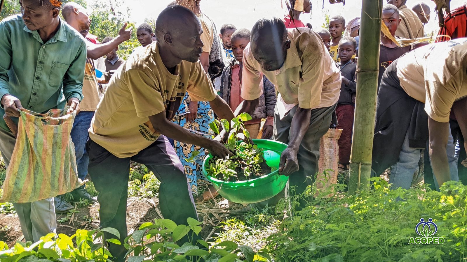 Sud-Kivu/Kabare: 11 401 plantules mellifères distribuées pour protéger la biodiversité et renforcer les moyens de…