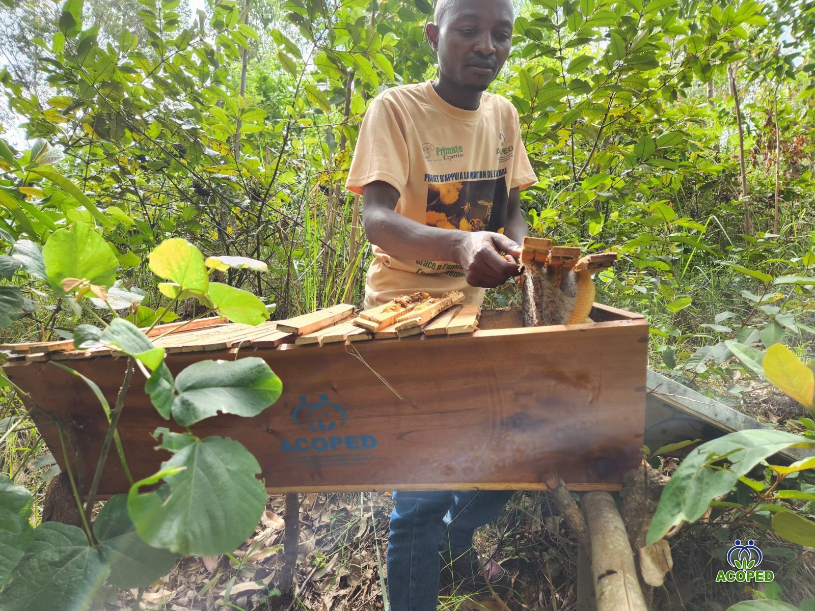 Journée mondiale des abeilles 2026 : Ensemble avec les abeilles, pour les communautés locales et l’humanité
