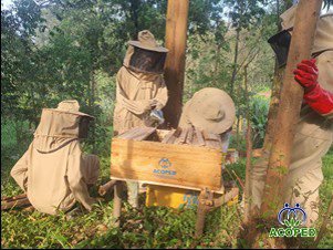 Journée mondiale des abeilles 2026 : Ensemble avec les abeilles, pour les communautés locales et l’humanité