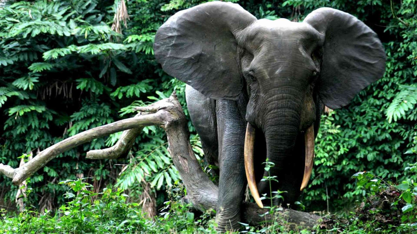 Eléphants, espèces essentielles