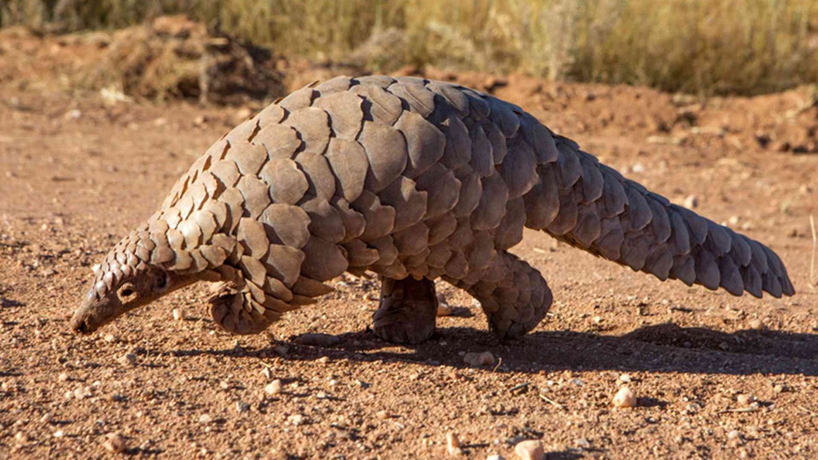 Les pangolins