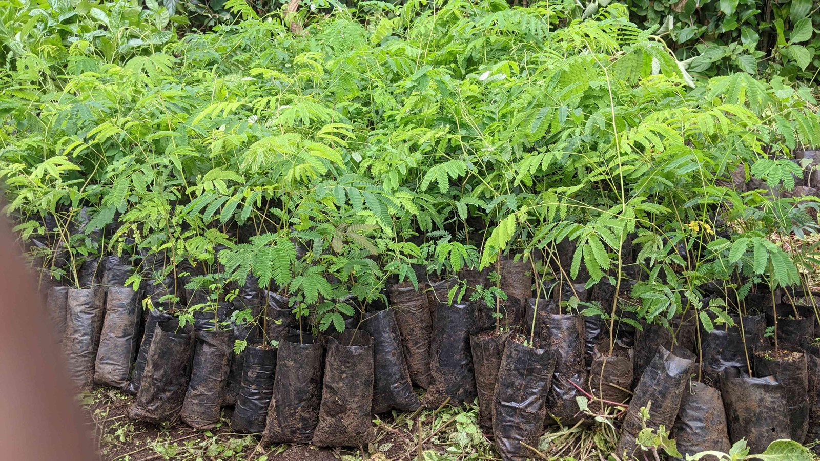 Suivi et Entretien des Germoirs des Plantes Mellifères : Un Engagement Continu pour la Durabilité du Projet