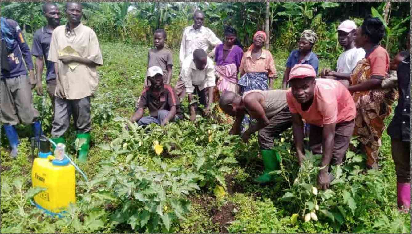 Quand la terre nourrit l’avenir : ACOPED cultive l’espoir à Kahungu et Mulangala