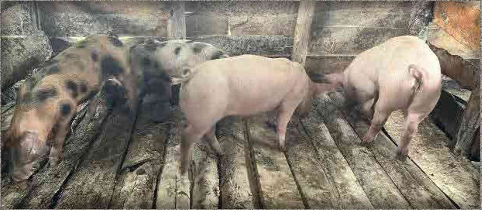 Kahungu relance sa porcherie communautaire pour lutter contre la pauvreté et préserver le parc