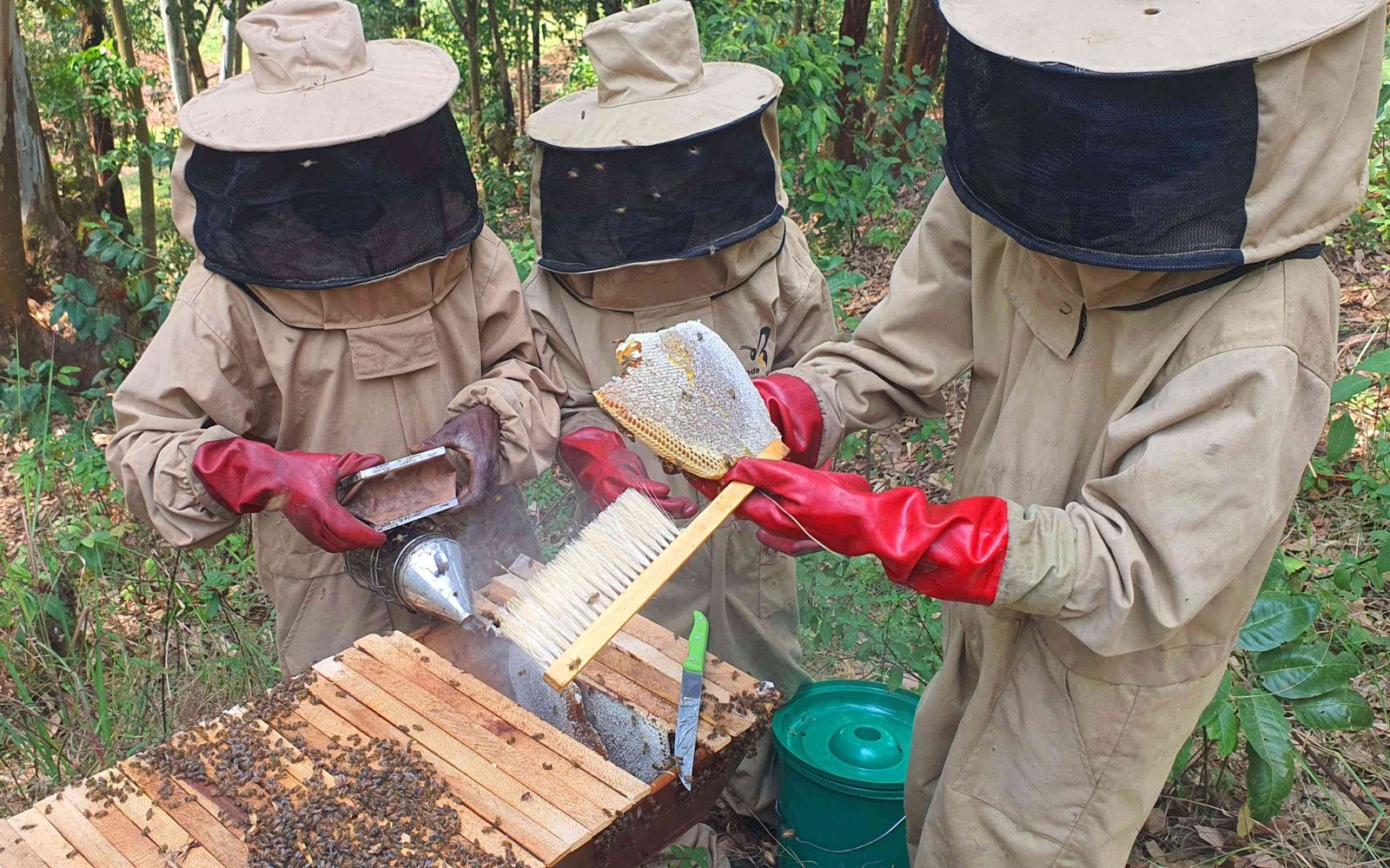 Les Comités Locaux d'Apiculteurs récoltent leurs premiers 157’5 kg de miel