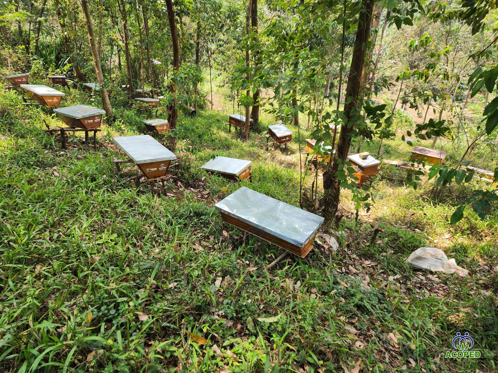 Journée mondiale des abeilles 2026 : Ensemble avec les abeilles, pour les communautés locales et l’humanité