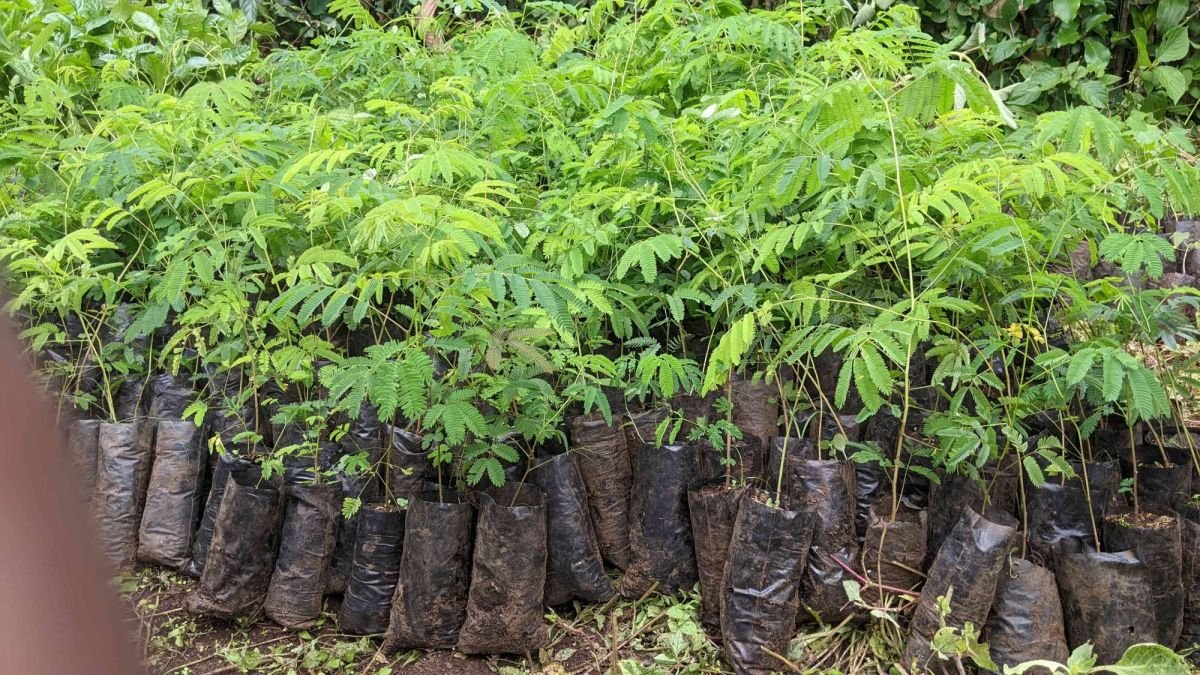 Suivi et Entretien des Germoirs des Plantes Mellifères : Un Engagement Continu pour la Durabilité du Projet