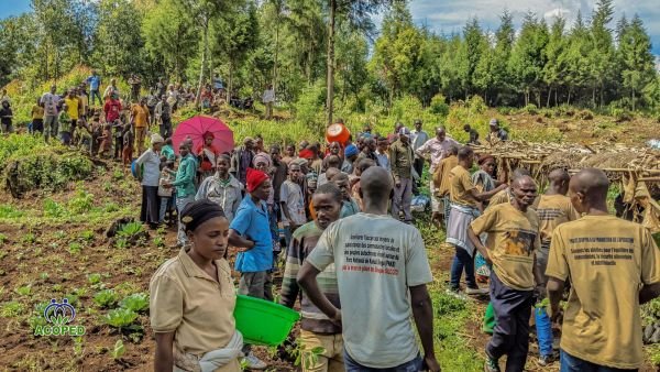 Sud-Kivu/Kabare: 11 401 plantules mellifères distribuées pour protéger la biodiversité et renforcer les moyens de subsistance.