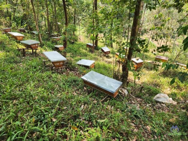 Journée mondiale des abeilles 2026